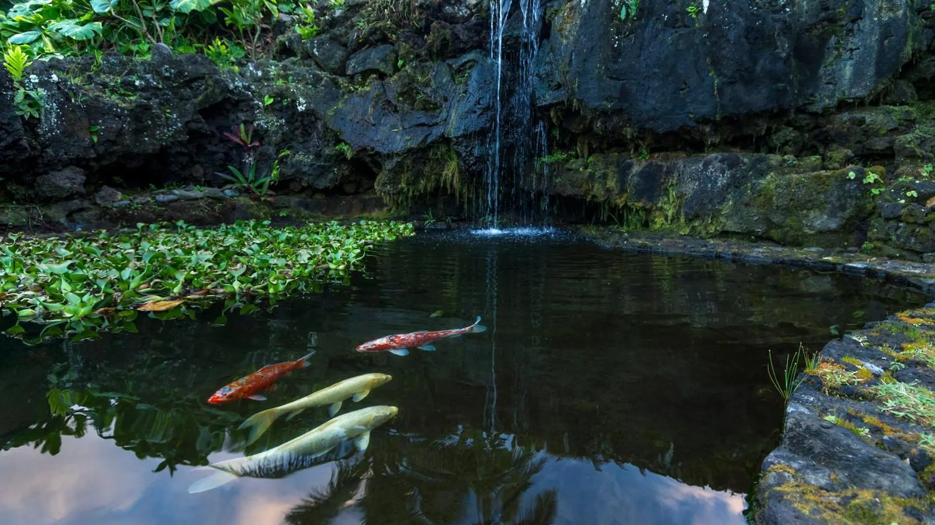Apartment Hana Kai Maui - #5 Kaʻahumanu